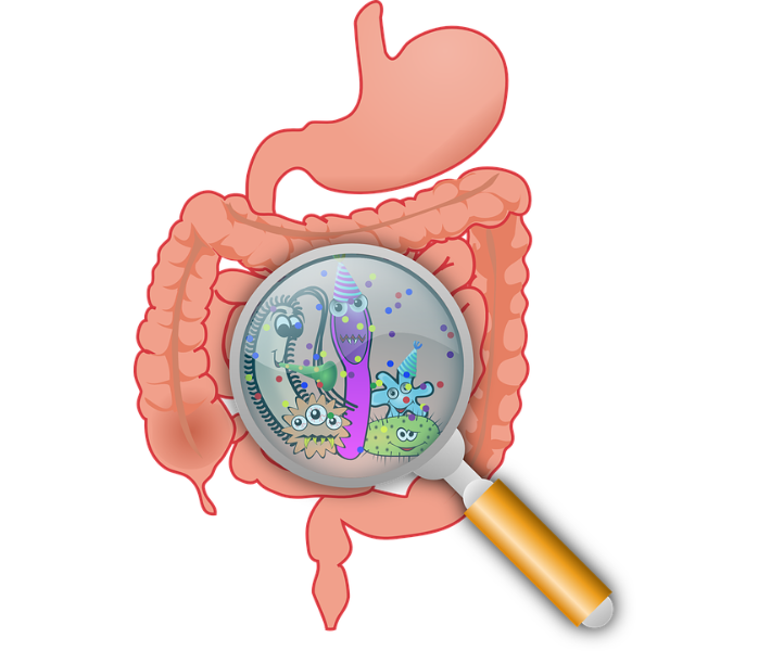 probiotiques dans la flore intestinale